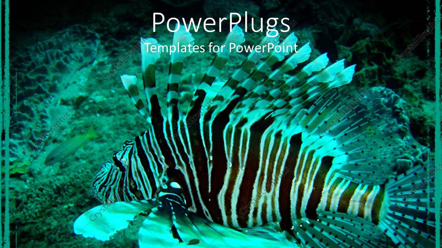 Featuring Black and White Lion Fish Swimming