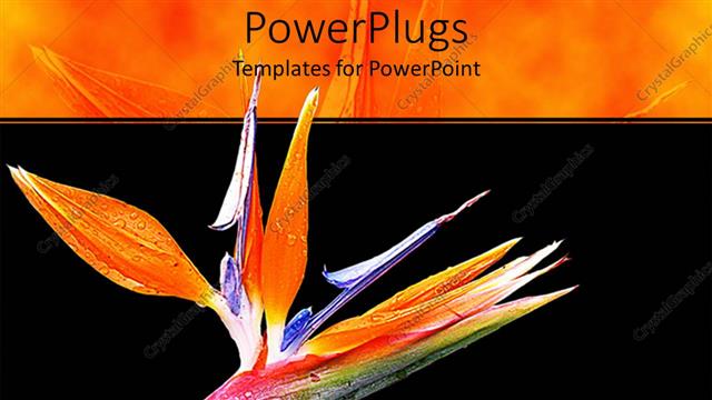  Presentation with colorful flower - Blossoming colorful fresh spring flower on a black background