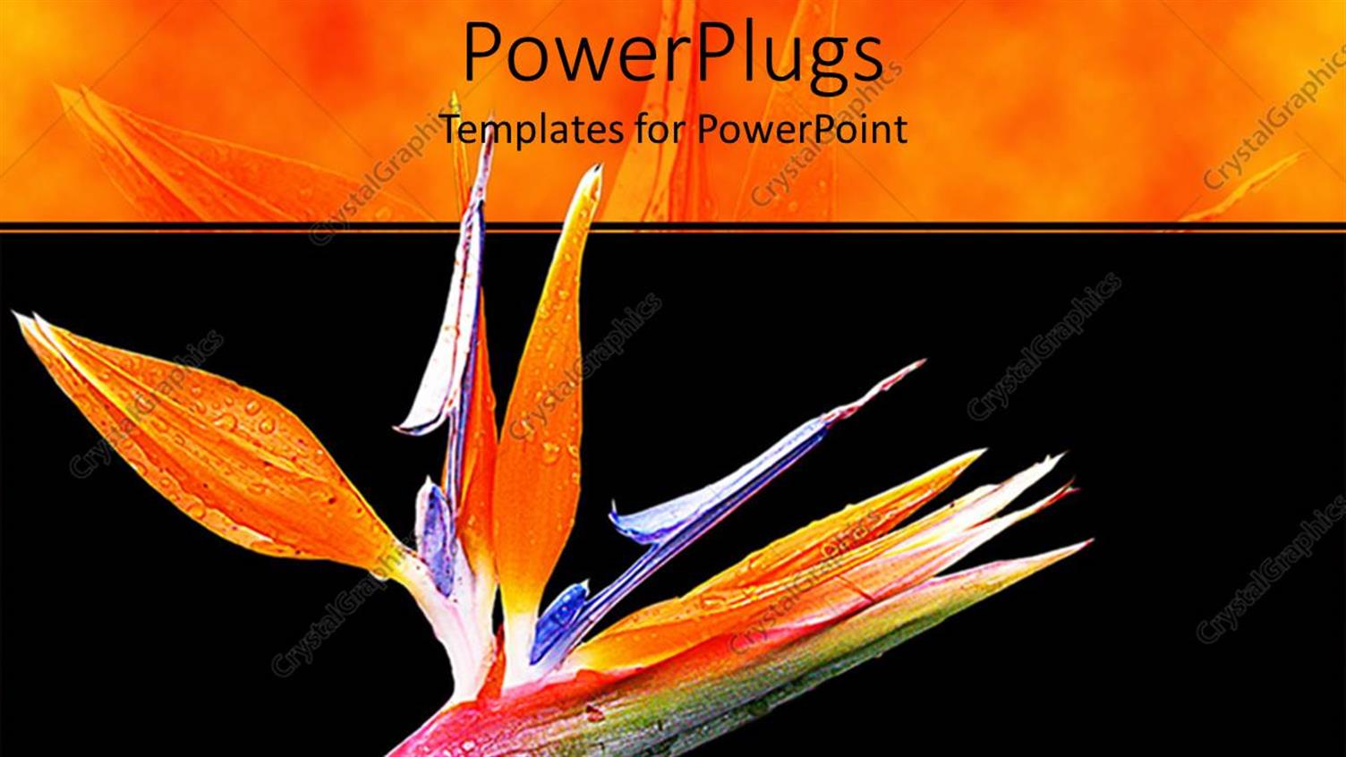 Featuring Blossoming Colorful Fresh Spring Flower on a Black Background