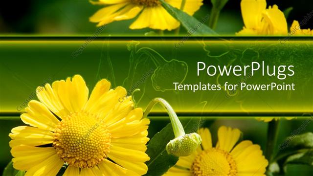  Presentation with daisy - Blossoming yellow daisy flowers growing in their natural habitat