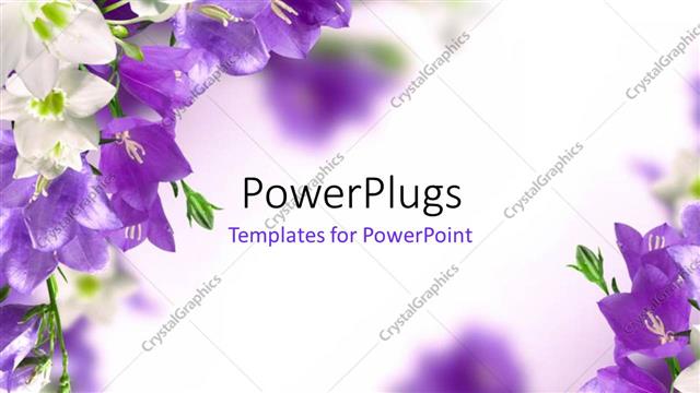  Presentation with lily flower - Blue campanulas and white lily with white color