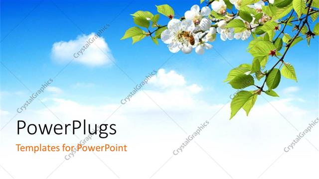  Presentation with flowers - Blue cloudy sky with tree and white beautiful flowers