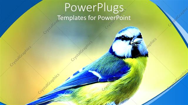  Presentation with blue yellow - Blue and yellow bird on green background