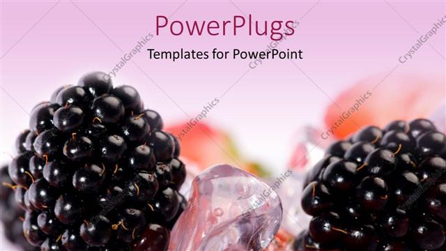  Presentation with blueberry - A blueberry with a lot of ice cubes in the background