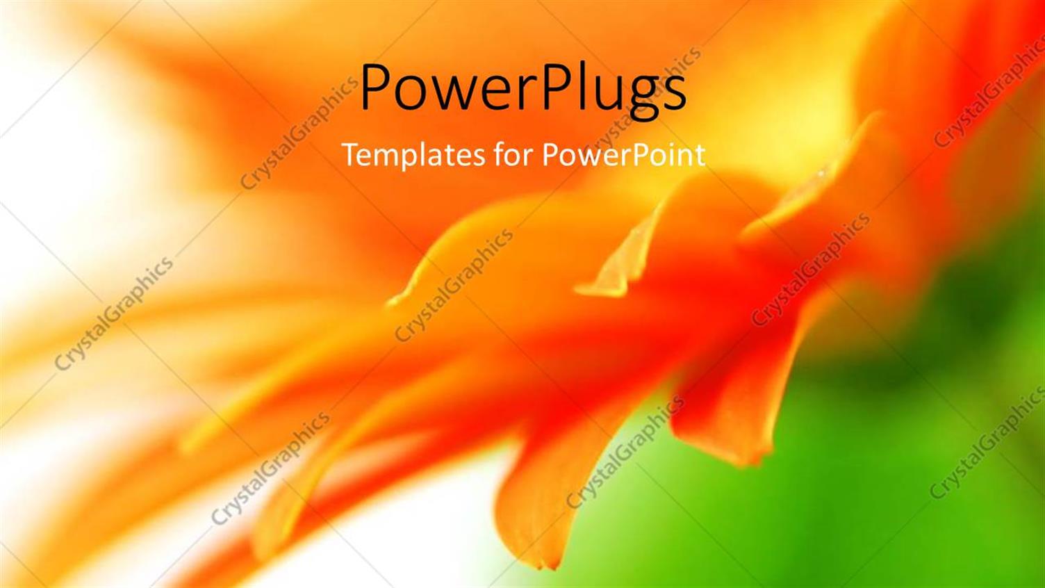 Premium Template for PowerPoint & Google Slides 