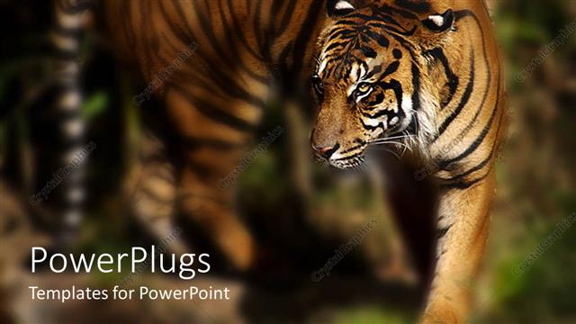  Presentation with tiger - Blurry view of tiger walking in its natural habitat