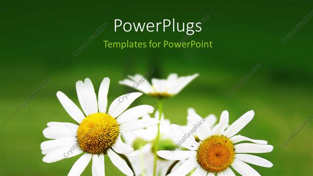  Presentation with green color - Bouquet of blooming daisy flowers with green color