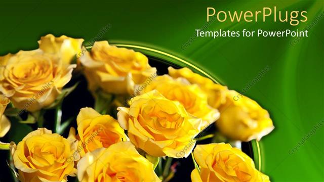  Presentation with rose yellow - Bouquet of yellow roses on green background