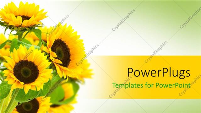  Presentation with band - Bouquet of yellow sunflowers with green leaves on gradient white and green background with yellow band