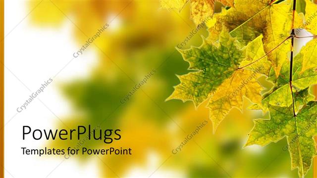  Presentation with maple - Branch of maple leaves changing color beginning of fall