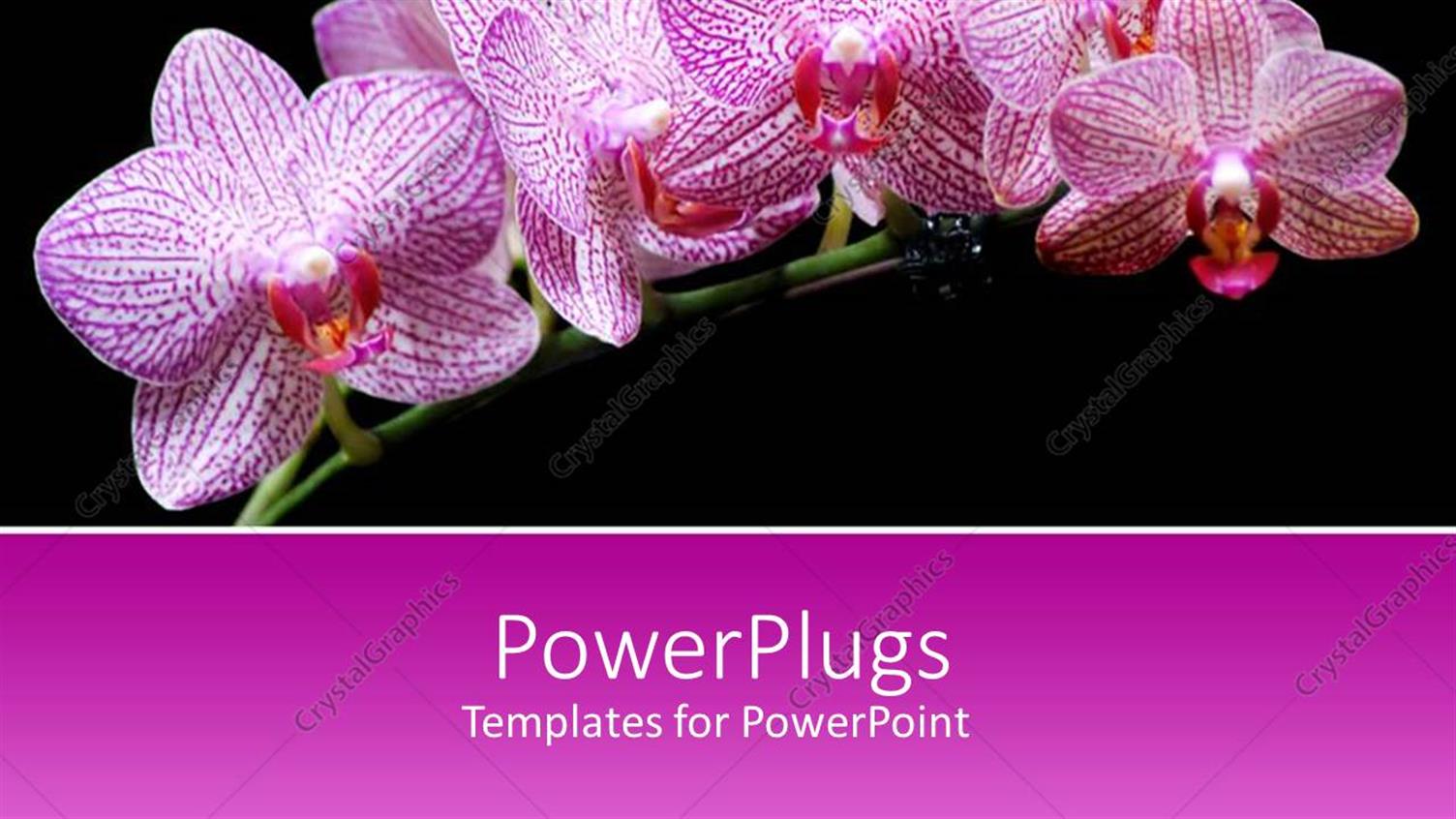 Featuring Branch with Pink Orchid Flowers on Black Background with Pink Band for Text