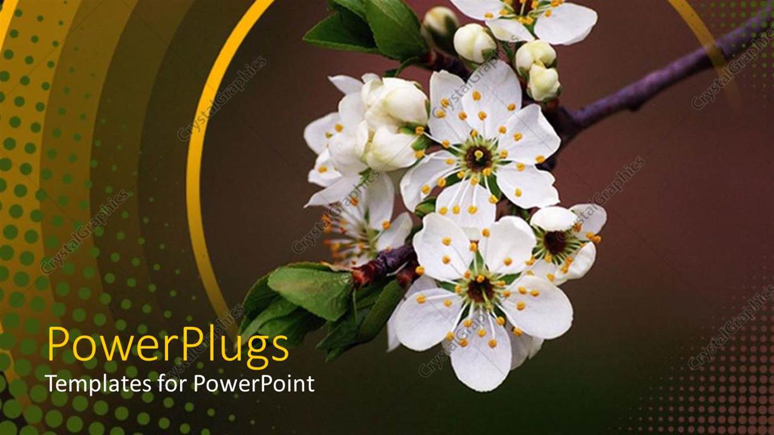 Premium Template for PowerPoint & Google Slides 