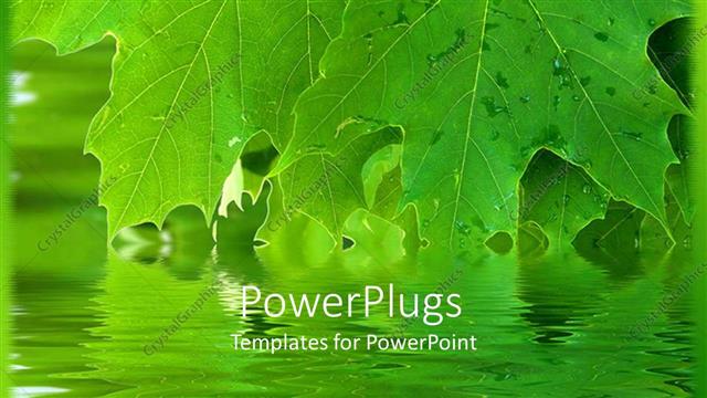  Presentation with bright - Bright green leaves reach down to touch surface of reflective water