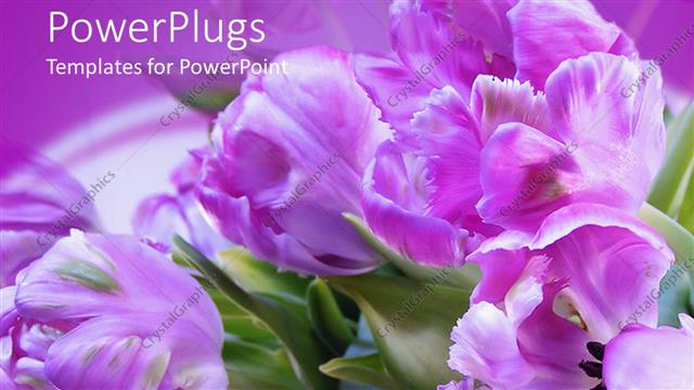  Presentation with purple green - Bright purple colored flowers in its natural green habitat