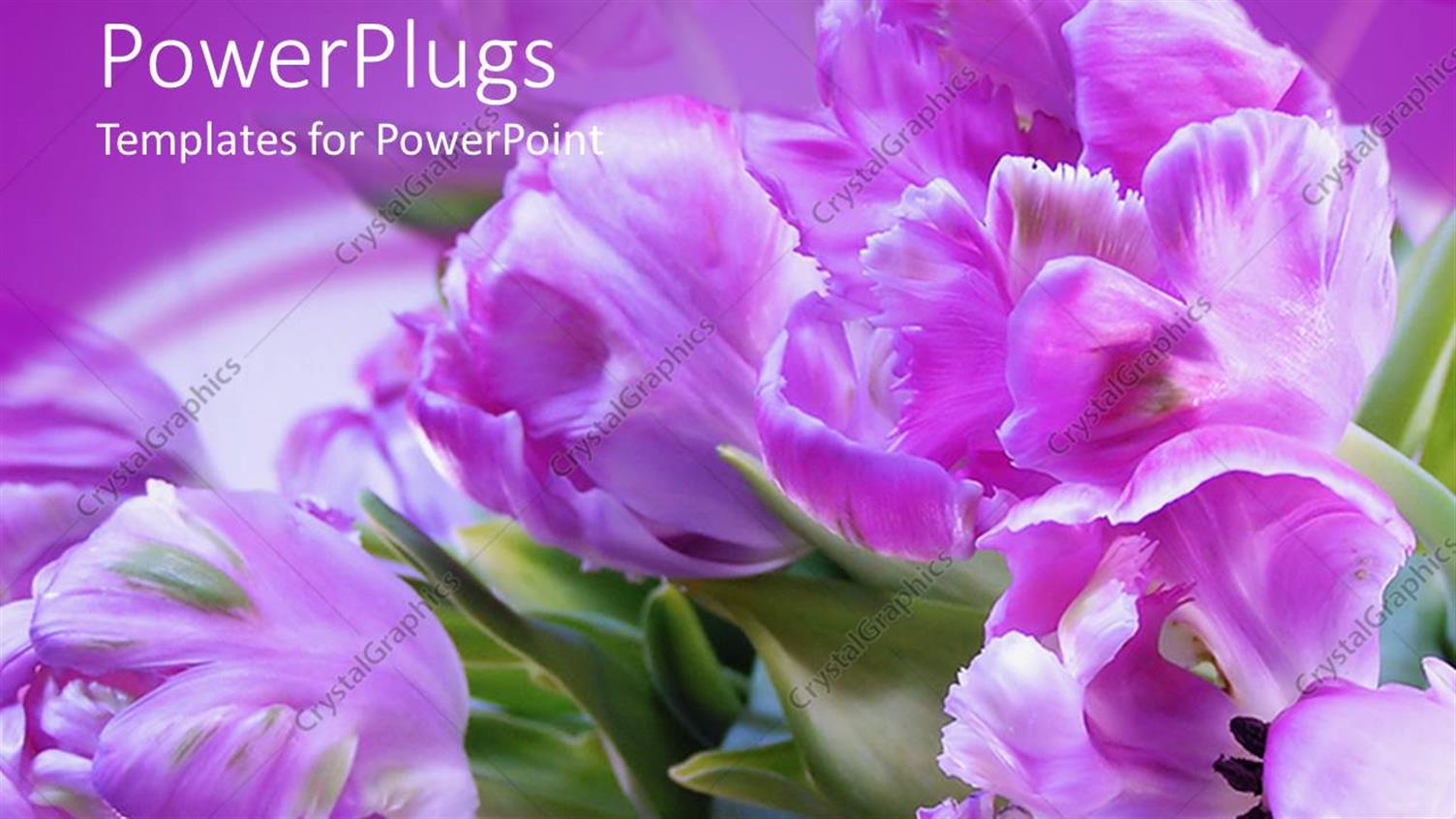 Premium Template for PowerPoint & Google Slides 