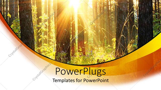  Presentation with sunshine - Bright sunshine filtering through forest trees