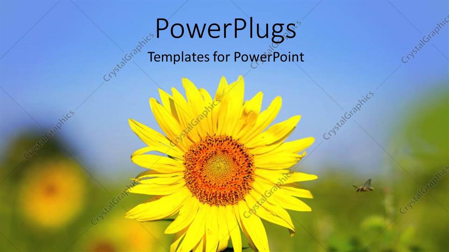 Premium Template for PowerPoint & Google Slides 