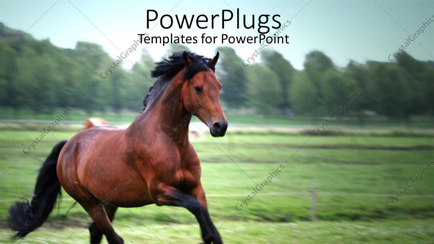 Premium Template for PowerPoint & Google Slides 