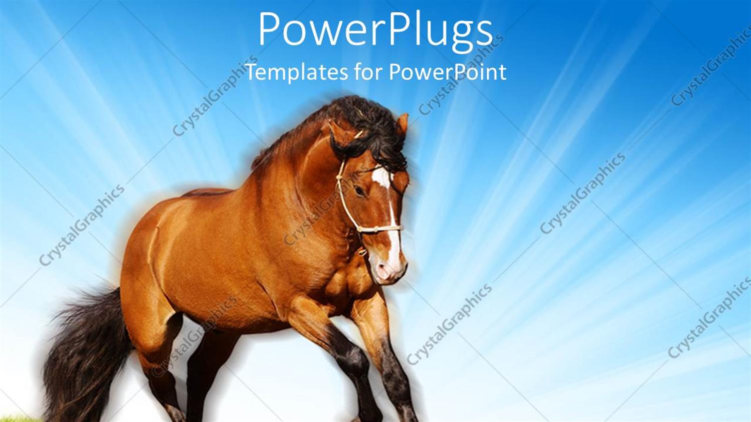 Premium Template for PowerPoint & Google Slides 