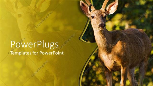  Presentation with natural - Brown black tail buck standing in its natural habitat