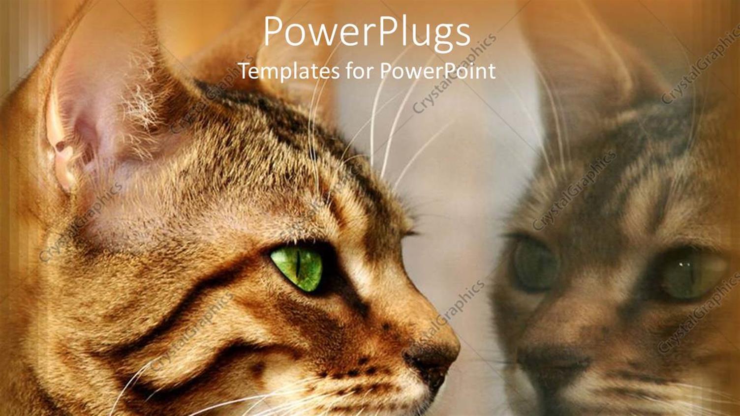 Premium Template for PowerPoint & Google Slides 