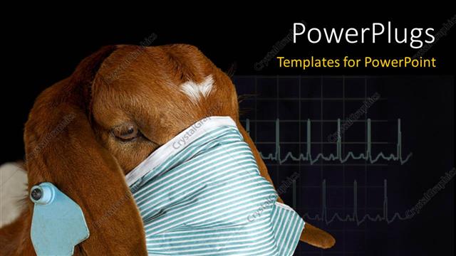  Presentation with animal health - A brown donkey wearing a facial mask on a black background