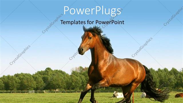  Presentation with sunflower - Brown horse running in a filed of sunflower with thick forest