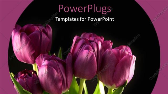  Presentation with purple flowers - Bunch of beautiful Purple tulips blooming with black color
