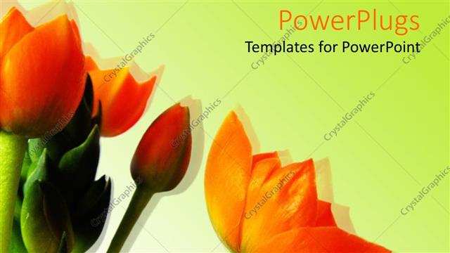  Presentation with bright white - A bunch of bright orange flowers on a white background