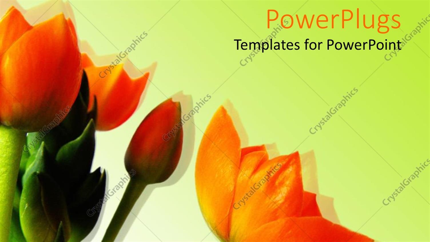 Featuring a Bunch of Bright Orange Flowers on a White Background