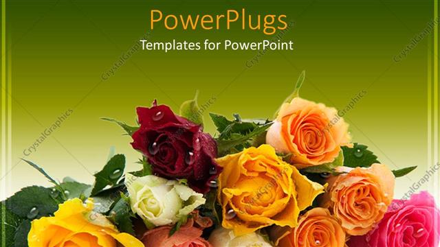  Presentation with water droplets - Bunch of colorful roses with water droplets on a green background