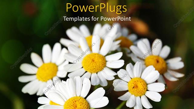  Presentation with bunch - Bunch of daisies on green background