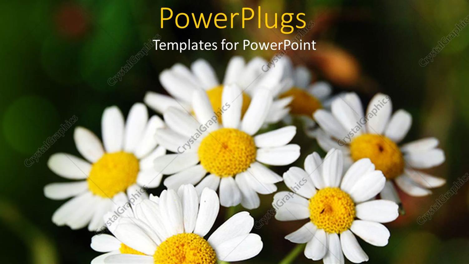 PowerPoint Template Bunch of daisies on green background (8948)
