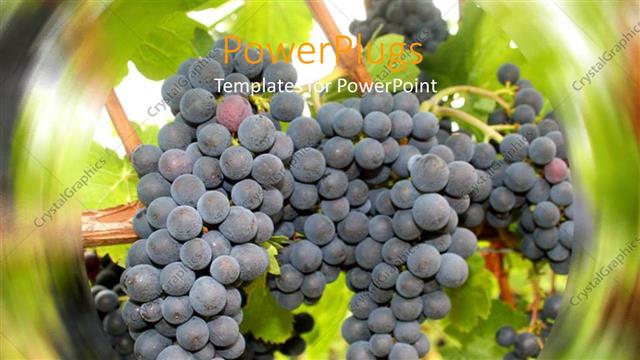  Presentation with bunch - A bunch of grapes with their reflection in the background in circular form