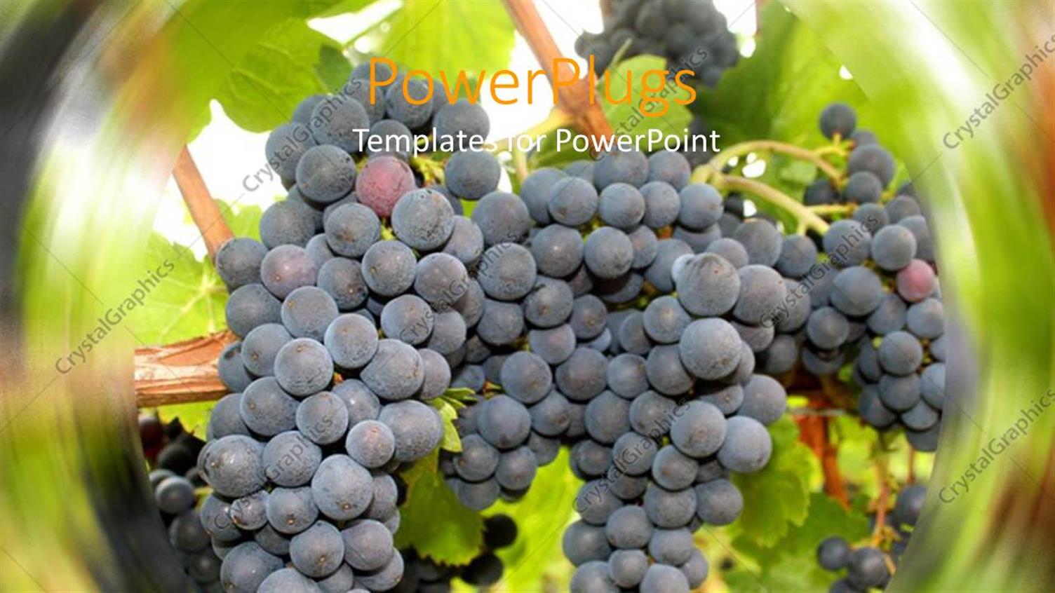 Premium Template for PowerPoint & Google Slides 