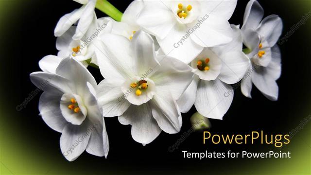  Presentation with bunch - Bunch of lovely white flowers on black and green background