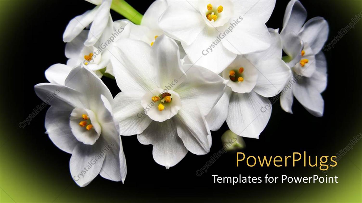 Featuring Bunch of Lovely White Flowers on Black and Green Background