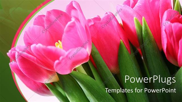 Presentation with tulip - A bunch of pink tulip flowers on a green background