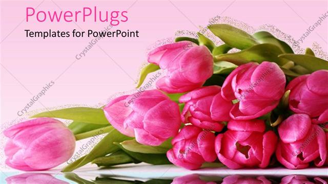  Presentation with tulips - Bunch of pretty pink flowers on a pink background