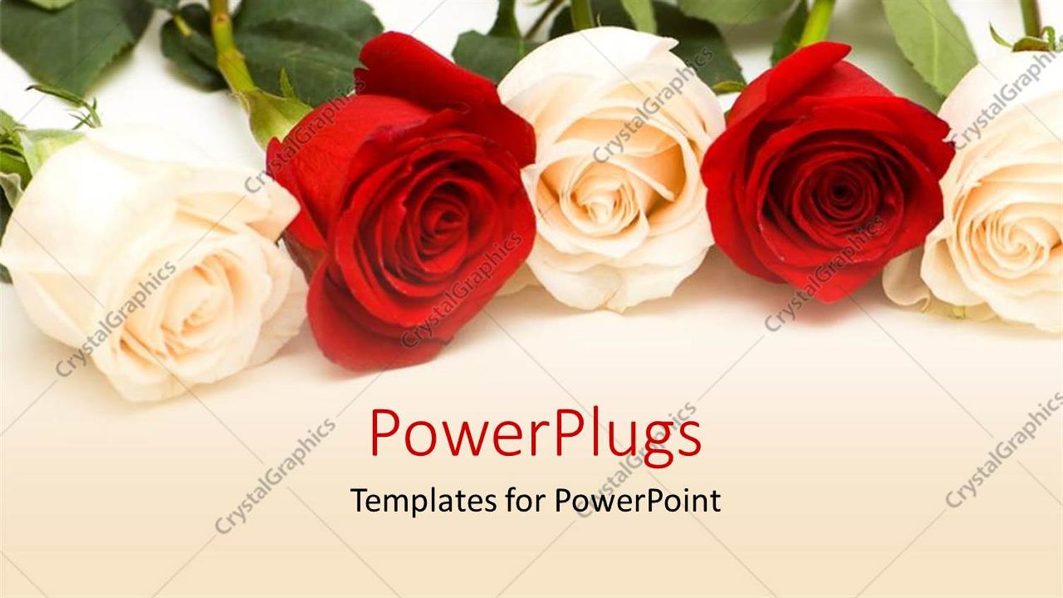 Featuring Bunch of Red and White Roses with White Color