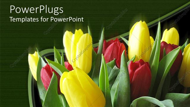  Presentation with bunch - Bunch of red and yellow colored tulips on a green background