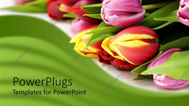  Presentation with tulips - Bunch of tulips laying on white background