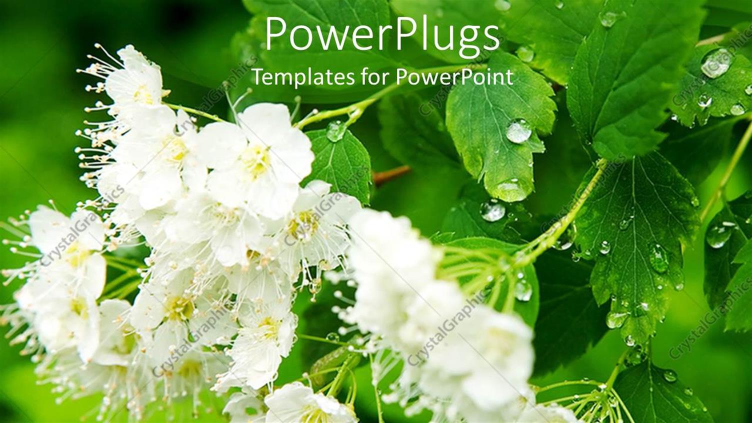 Premium Template for PowerPoint & Google Slides 