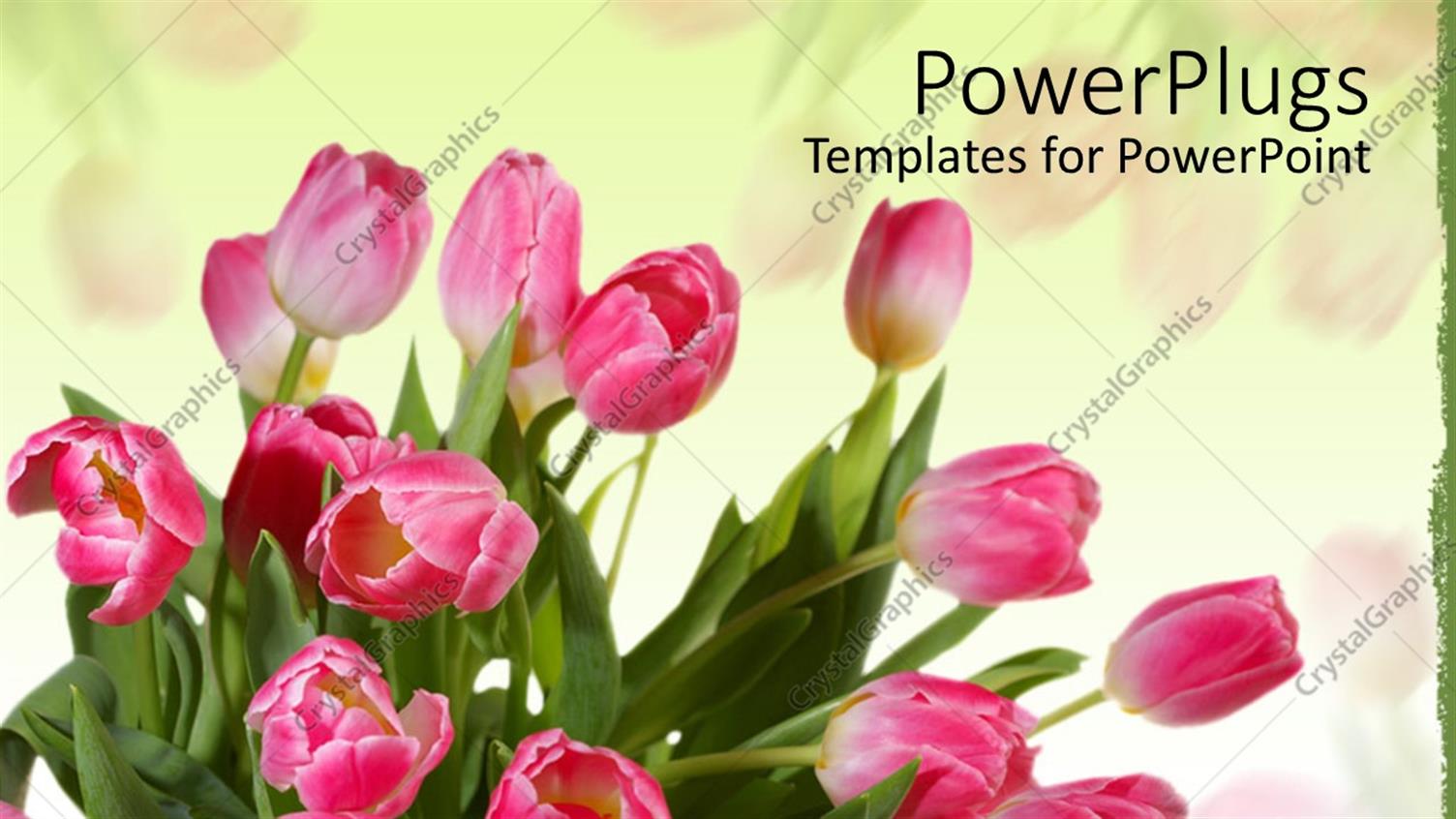 Premium Template for PowerPoint & Google Slides 