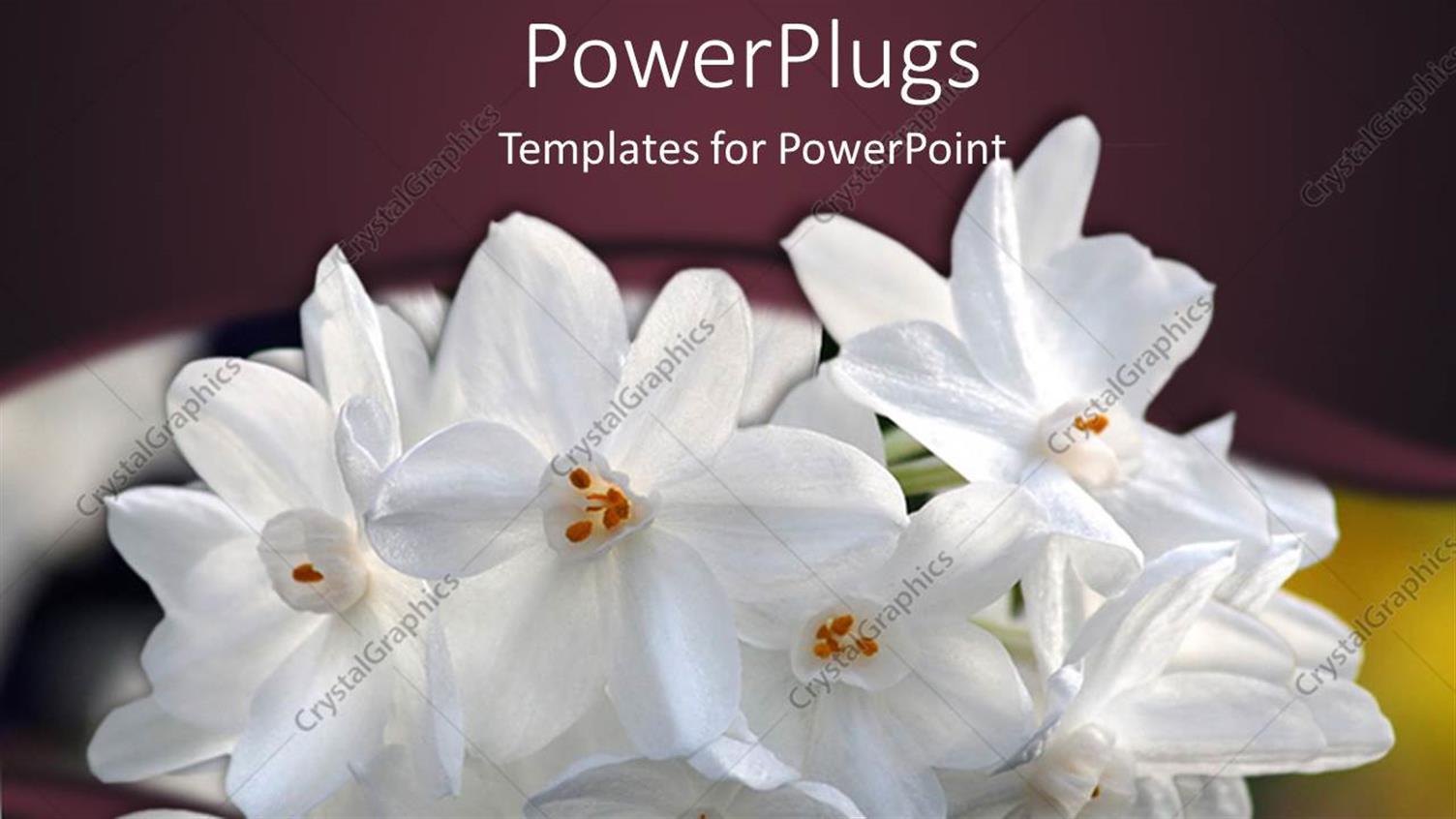 Premium Template for PowerPoint & Google Slides 