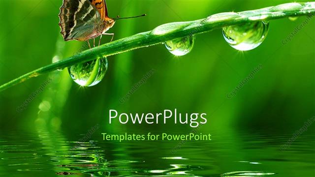  Presentation with butterfly - A butterfly on a branch in a lake