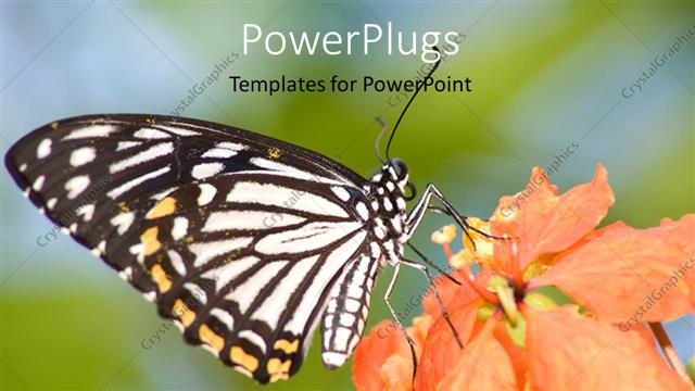  Presentation with blur - A butterfly with a flower and blur background