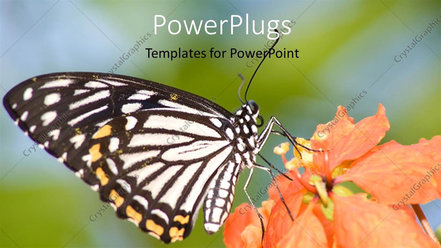 Premium Template for PowerPoint & Google Slides 
