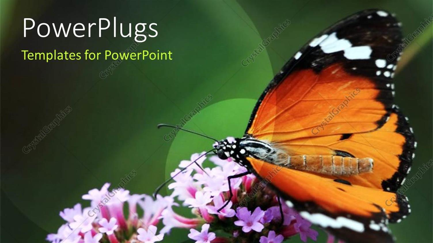 Premium Template for PowerPoint & Google Slides 