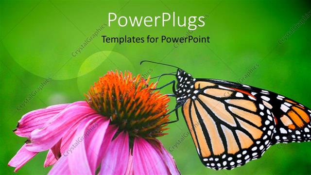  Presentation with monarch butterfly - A butterfly on the flower with greenish background and place for text